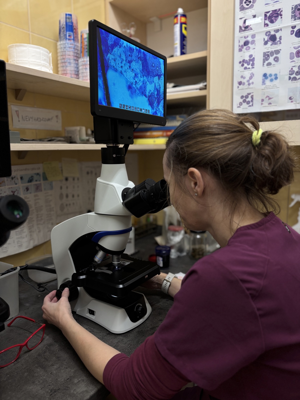 Laboratórne vyšetrenie na Veterinárnej klinike ZVERLAND Piešťany