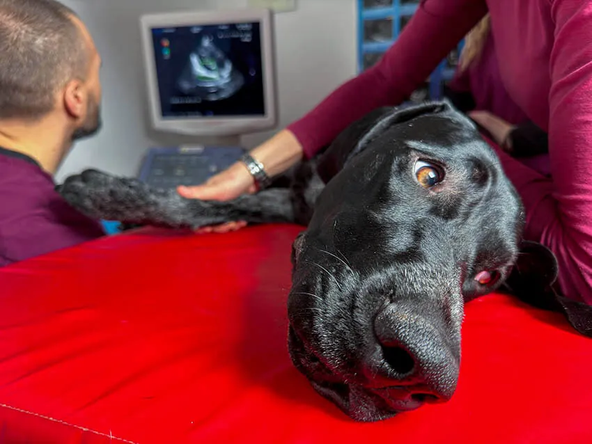 Pes počas echokardiografického vyšetrenia na Veterinárnej klinike ZVERLAND