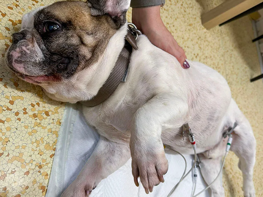 EKG vyšetrenie psa na Veterinárnej klinike ZVERLAND