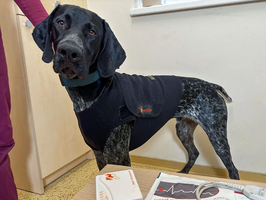 Pes s Holter monitorom na Veterinárnej klinike ZVERLAND
