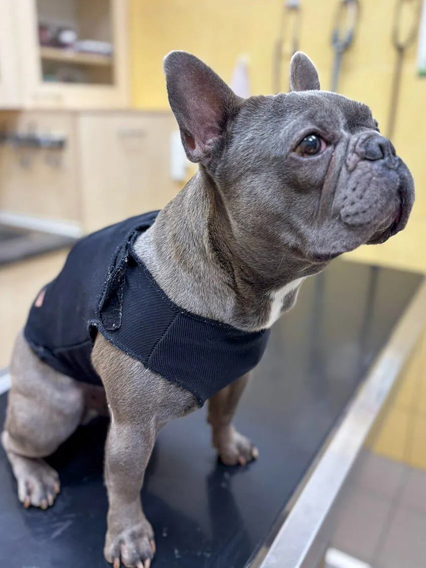 Pacient s Holter monitorom na Veterinárnej klinike ZVERLAND