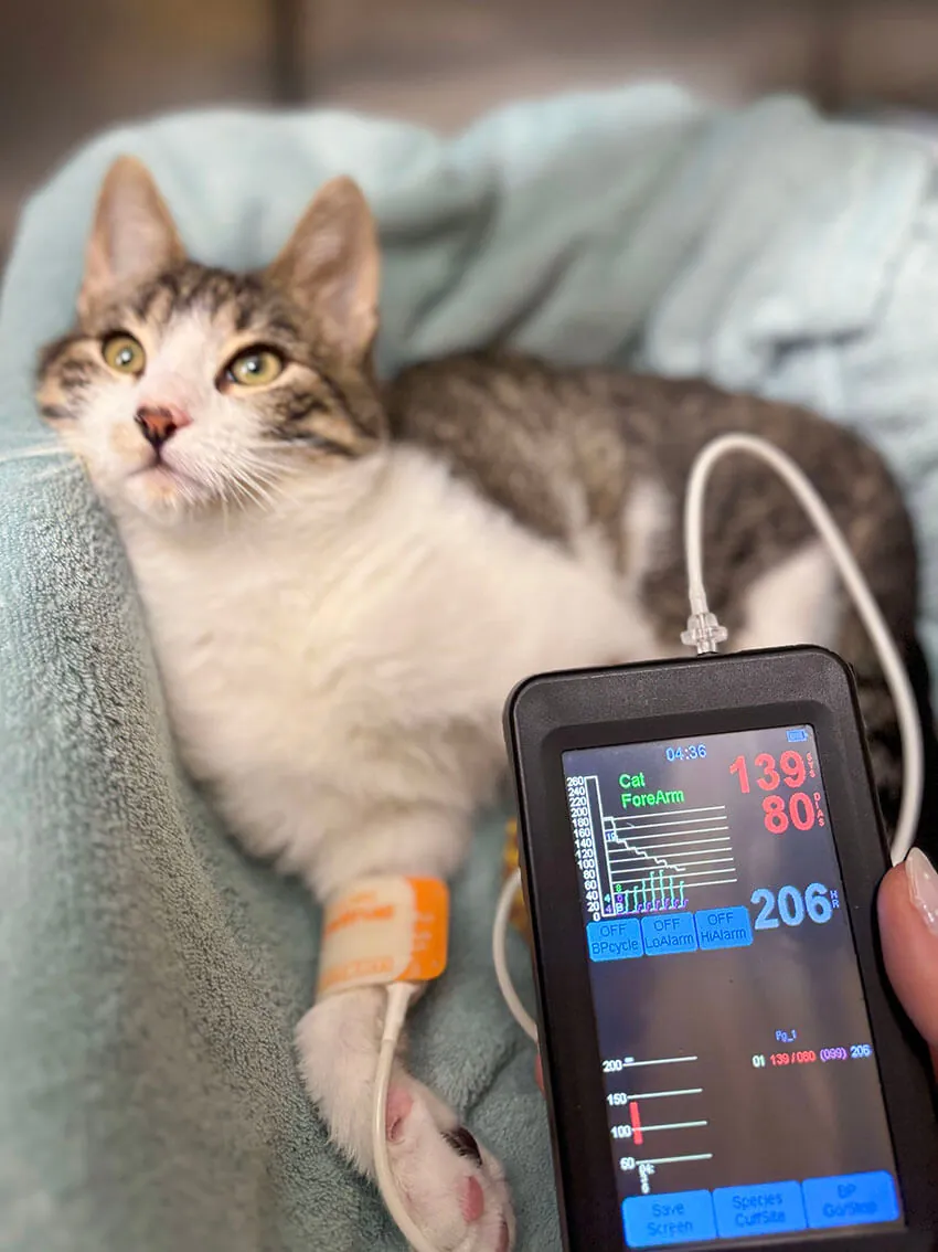 Meranie krvného tlaku mačky na Veterinárnej klinike ZVERLAND