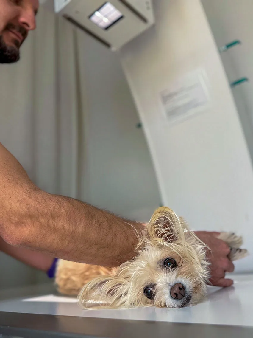 RTG vyšetrenie hrudníka psa na Veterinárnej klinike ZVERLAND