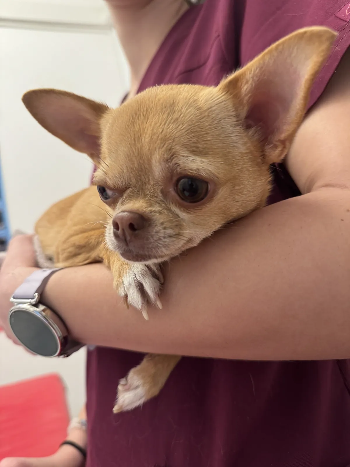 Zvierací pacient v bezpečí na Veterinárnej klinike ZVERLAND Piešťany