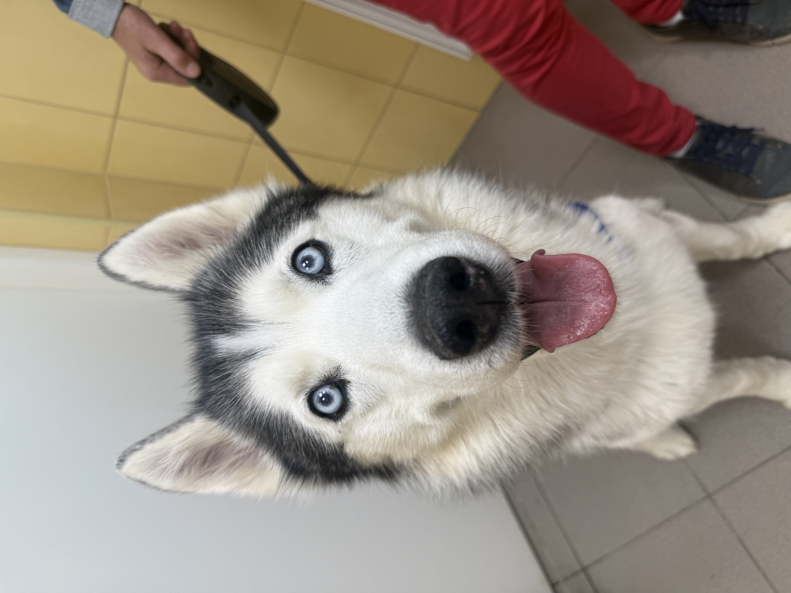 Zázemie Veterinárnej kliniky ZVERLAND Piešťany