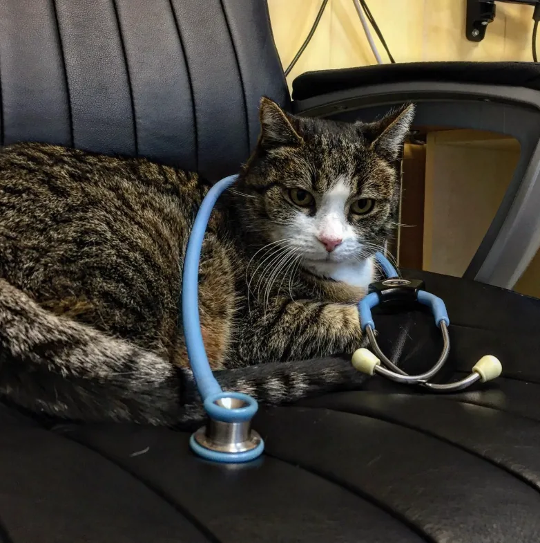 Veterinár s pacientom